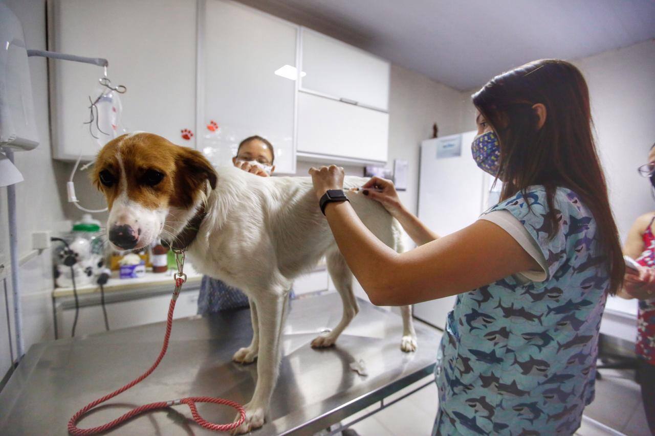 A raiva é uma doença gravíssima que apresenta quase 100% de letalidade No meio urbano ela pode ser transmitida principalmente por cães e gatos