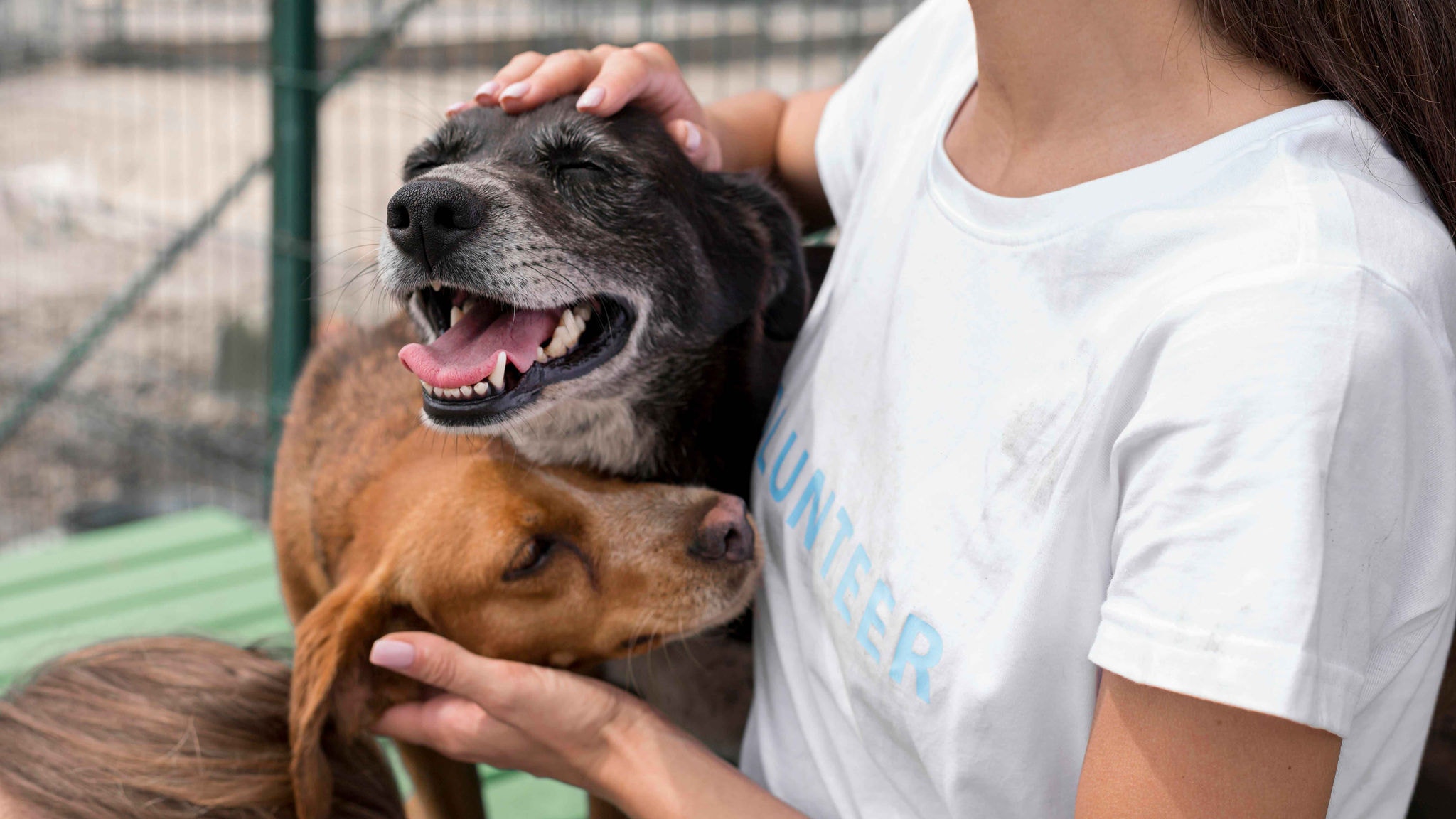 Animais que estão para adoção foram resgatados pela ONG Sexta-Feira, parceira do projeto ChiCão da Liberdade