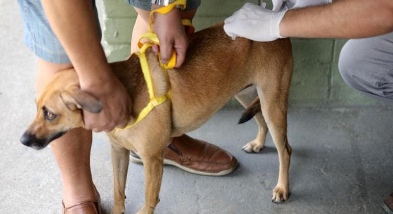 Bloqueio consiste em vacinação de animais domésticos e conscientização da população