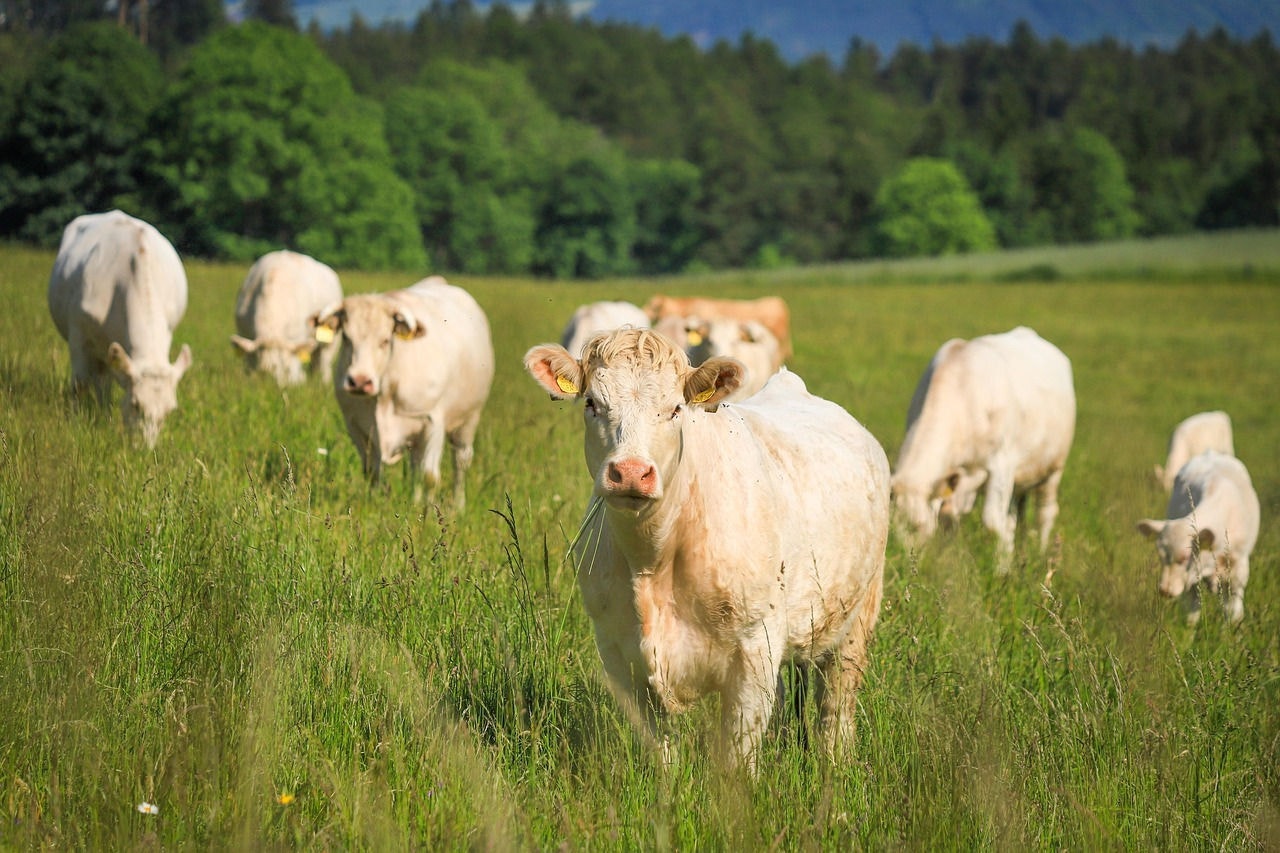 Homem foi atacado por rebanho de nove vacas
