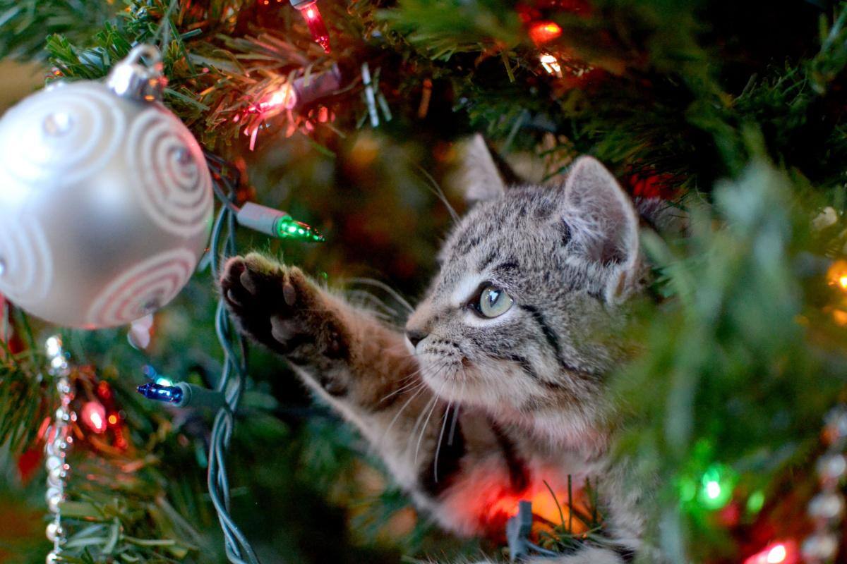 Calendário cristão indica data certa para montar a árvore 