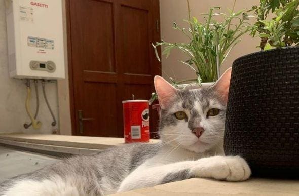Gato Tito
