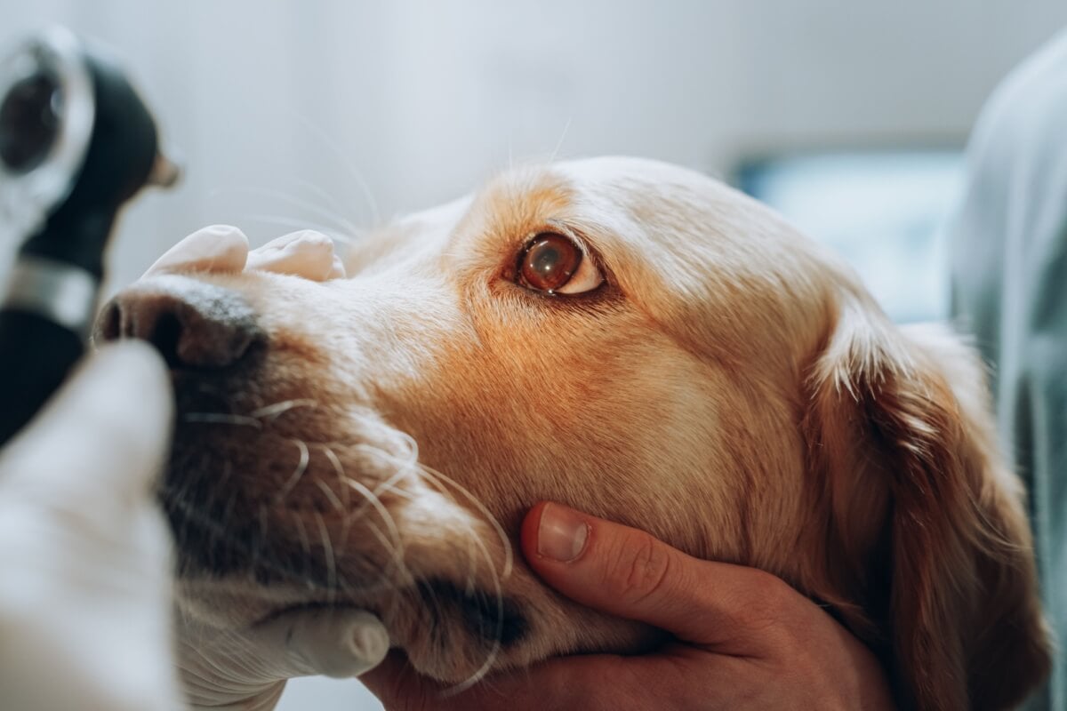 Cães e gatos também estão sujeitos às doenças oculares