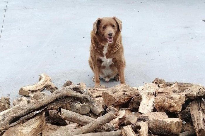 cão mais velho do mundo