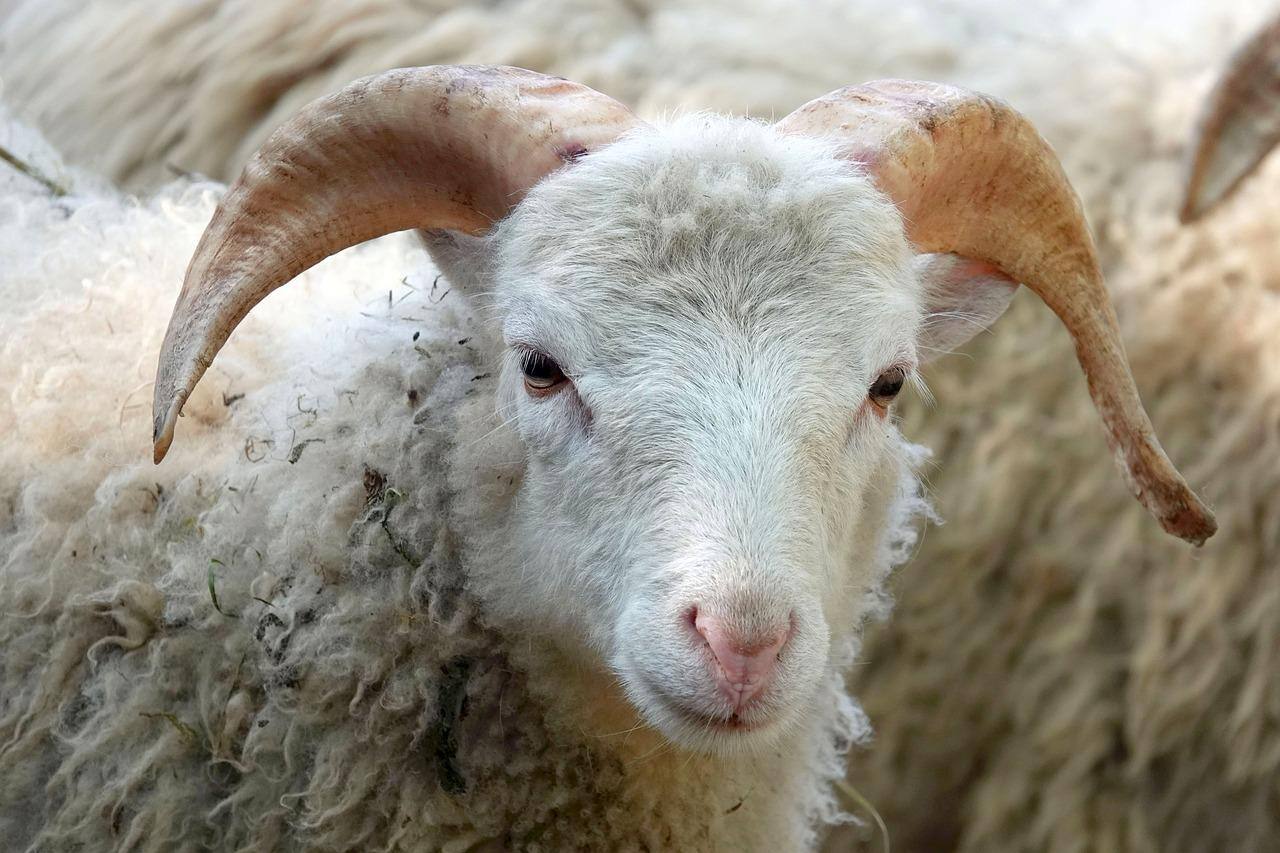 Ovelhas foram agredidas por criador na Escócia