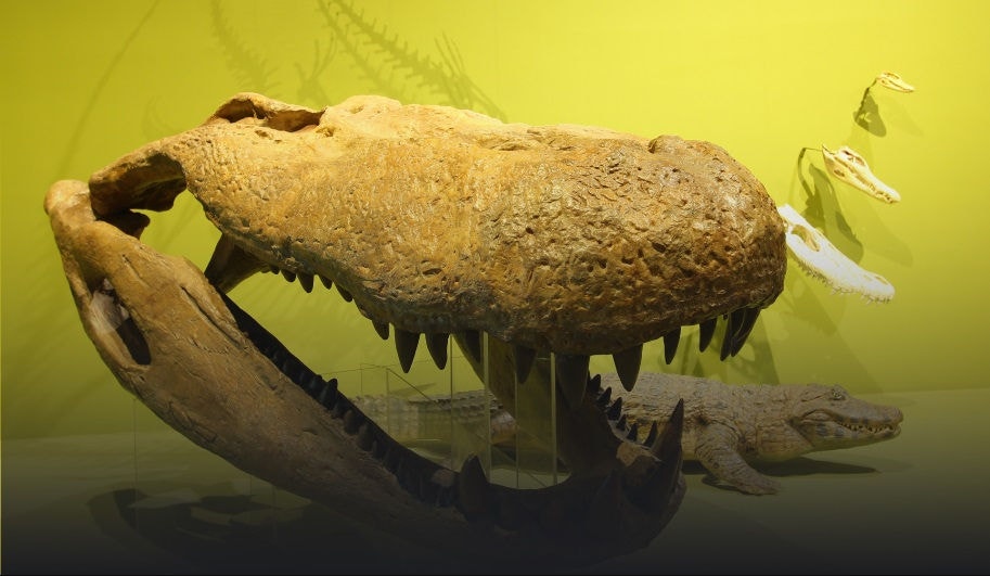 Museu de Ciências Naturais PUC Minas reúne exposição de fósseis de dinossauros e mamíferos, escavação paleontológica, trilha na matinha e um planetário
