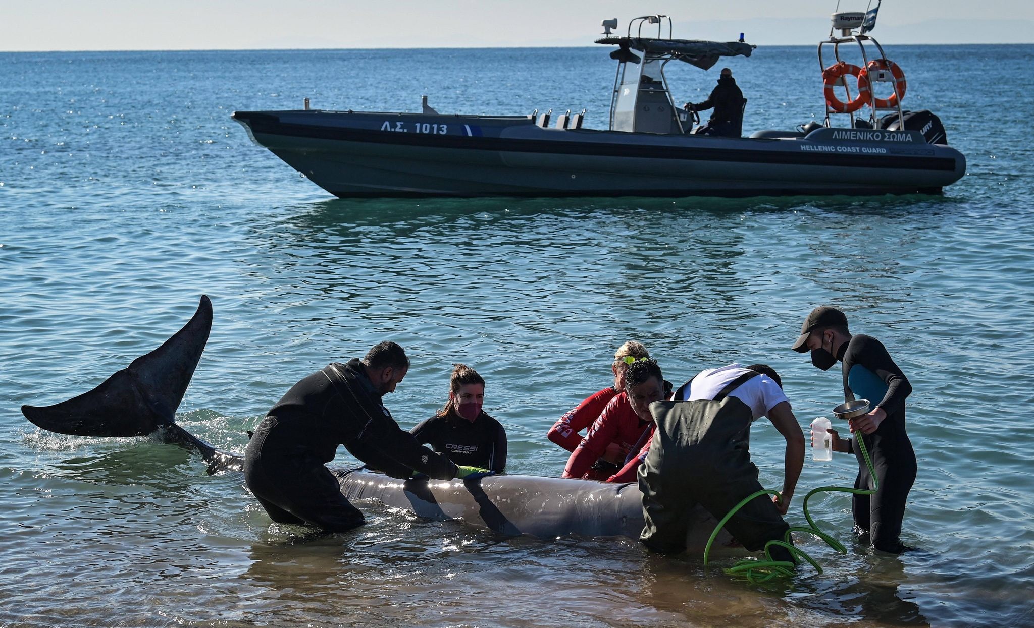 Jovem baleia ferida encalha em praia cerca de Atenas