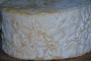 Fungos descoberto em queijo foram estudados pela UFLA 