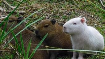 Capivara albina