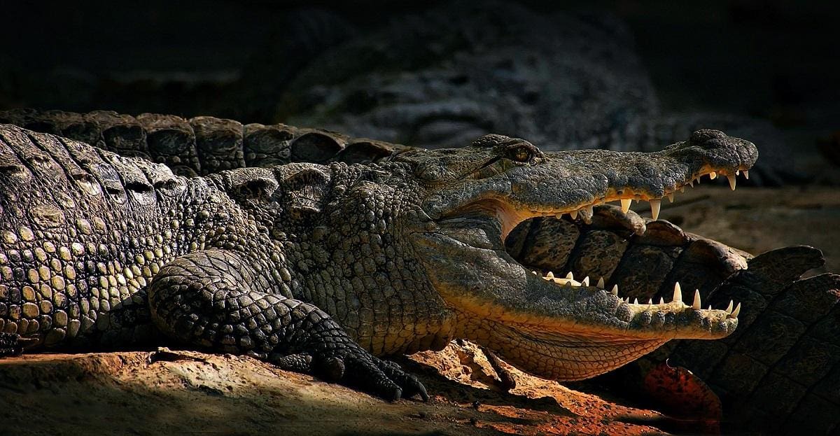 crocodilo