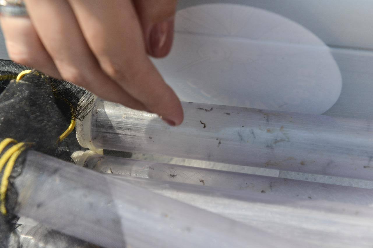 Aedes aegypti estéreis são soltos em bairros de BH para combater a transmissão da dengue