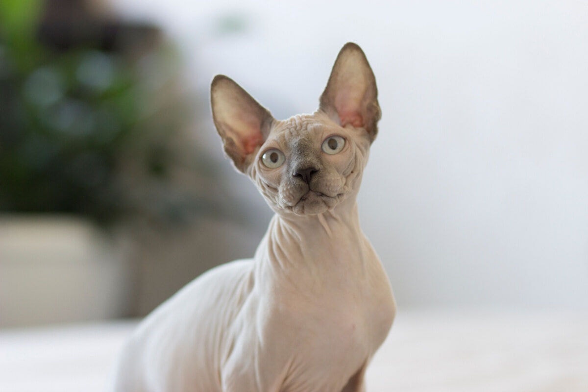 As raças de gato sem pelo chamam atenção por sua aparência exótica