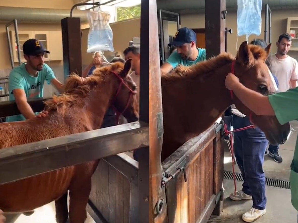 O cavalo Caramelo no Hospital Veterinário da Ulbra, em Canoas (RS)