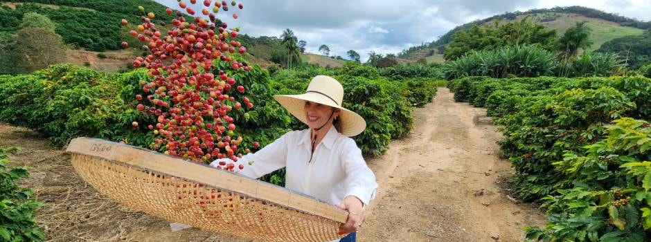 Sementes de café ficam disponíveis em diversos nos campos experimentais da Epamig