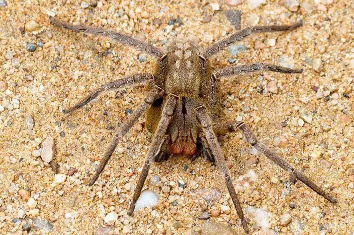Foto mostra a aranha armadeira, animal que deu origem à substância que pode virar remédio para disfunção erétil