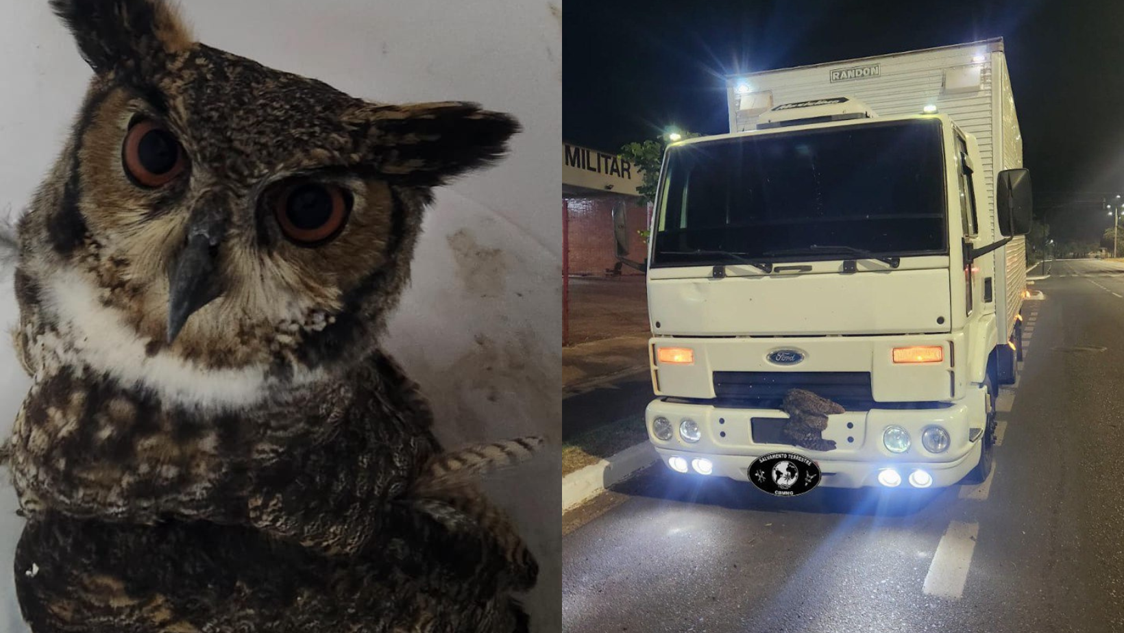 Caminhoneiro ficou com medo de machucar o animal e pediu ajuda aos Bombeiros 