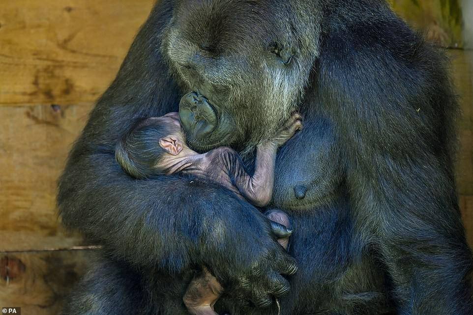 Gorila Kala dá à luz a filhote em zoológico na Inglaterra