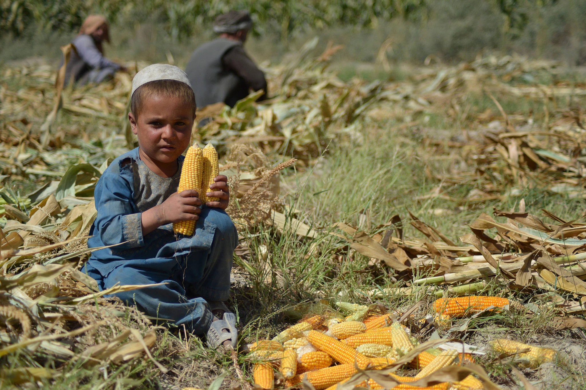 Uma criança afegã segura espigas de milho em um campo no distrito de Panjwai