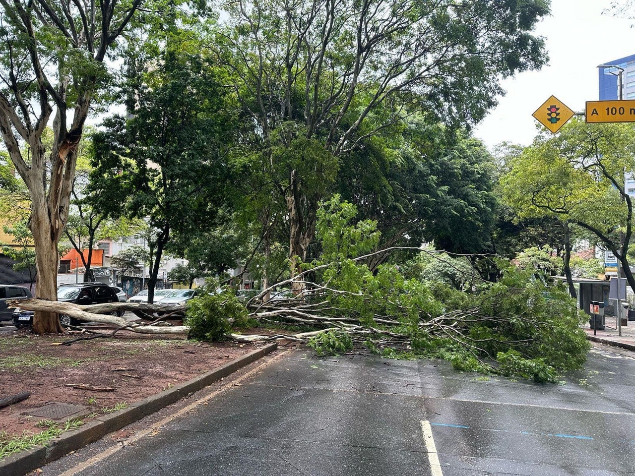 Queda de galho de árvore interdita o trânsito na avenida Afonso Pena