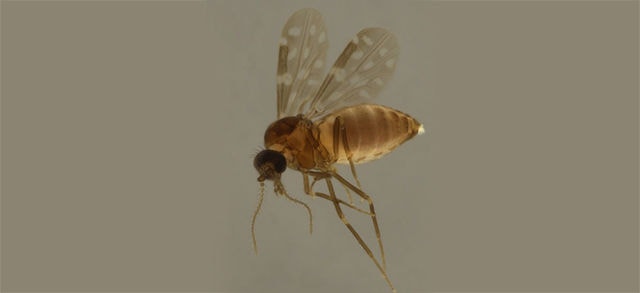 Mosquito-pólvora é o principal vetor da febre oropouche  