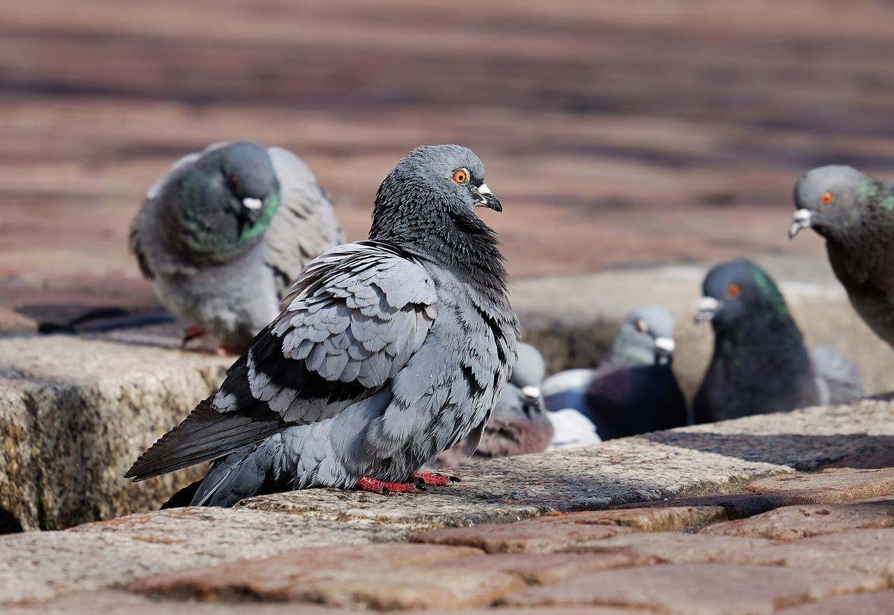 Cabelos humanos seriam causadores de mutilações em pombos