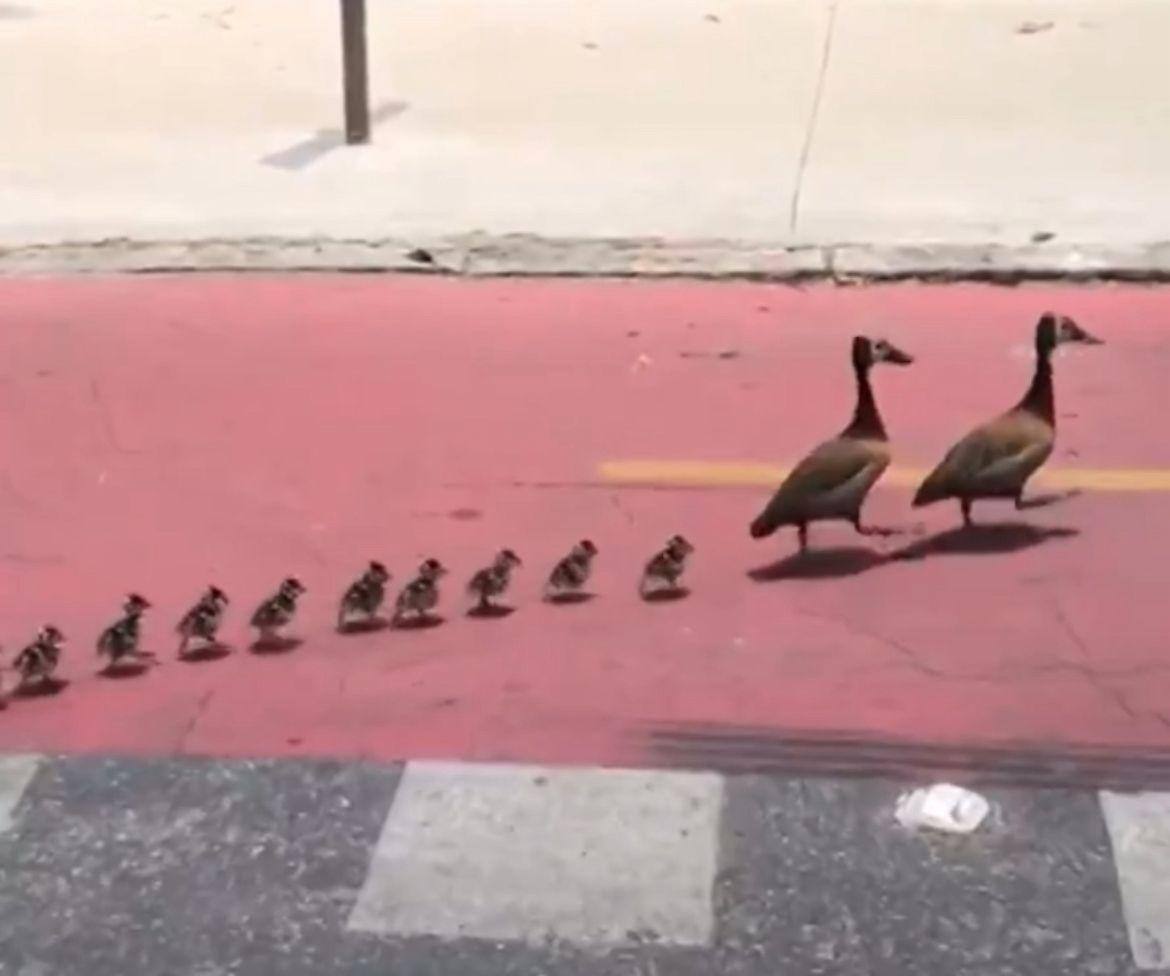 patinhos