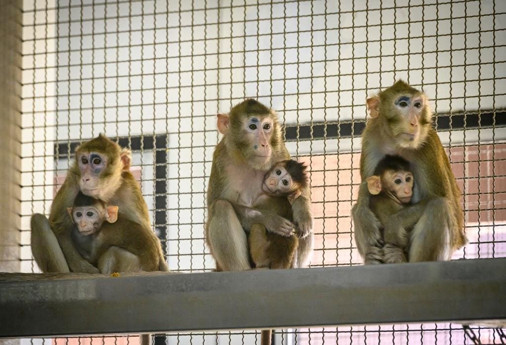 Macacos de cauda longa (foto) escaparam após acidente com caminhão