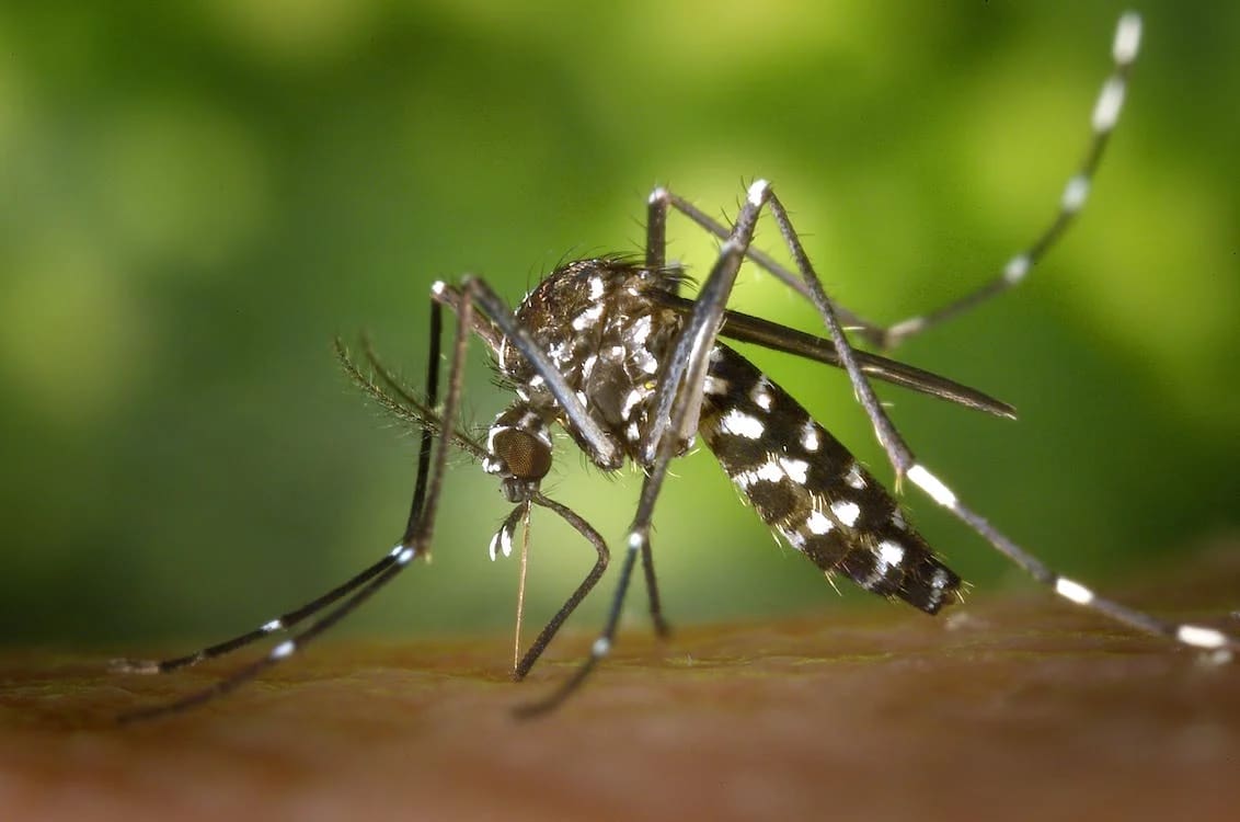 O mosquito Aedes Aegypti é responsável pela transmissão do Zika