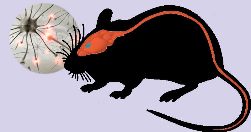 arte ratos