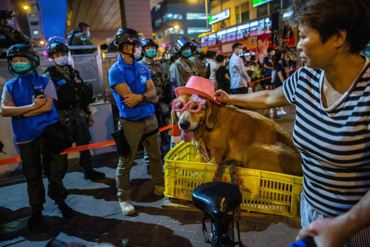 Cachorros saem da lista de animais criados para consumo na China