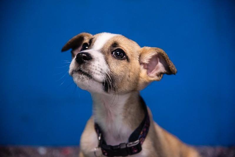 Cães serão castrados em Contagem