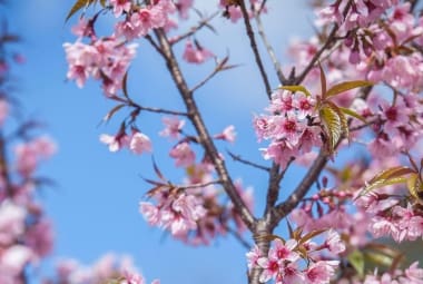 A primavera tem início neste domingo, 22, às 9h44. Foto Leo Fontes/Arquivo O Tempo