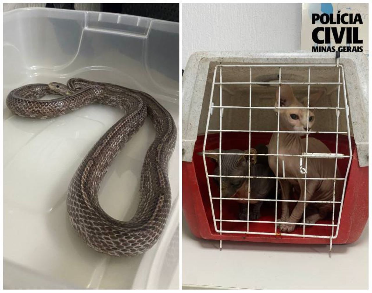 Animais eram mantidos de forma irregular em Santa Luzia, na Grande BH