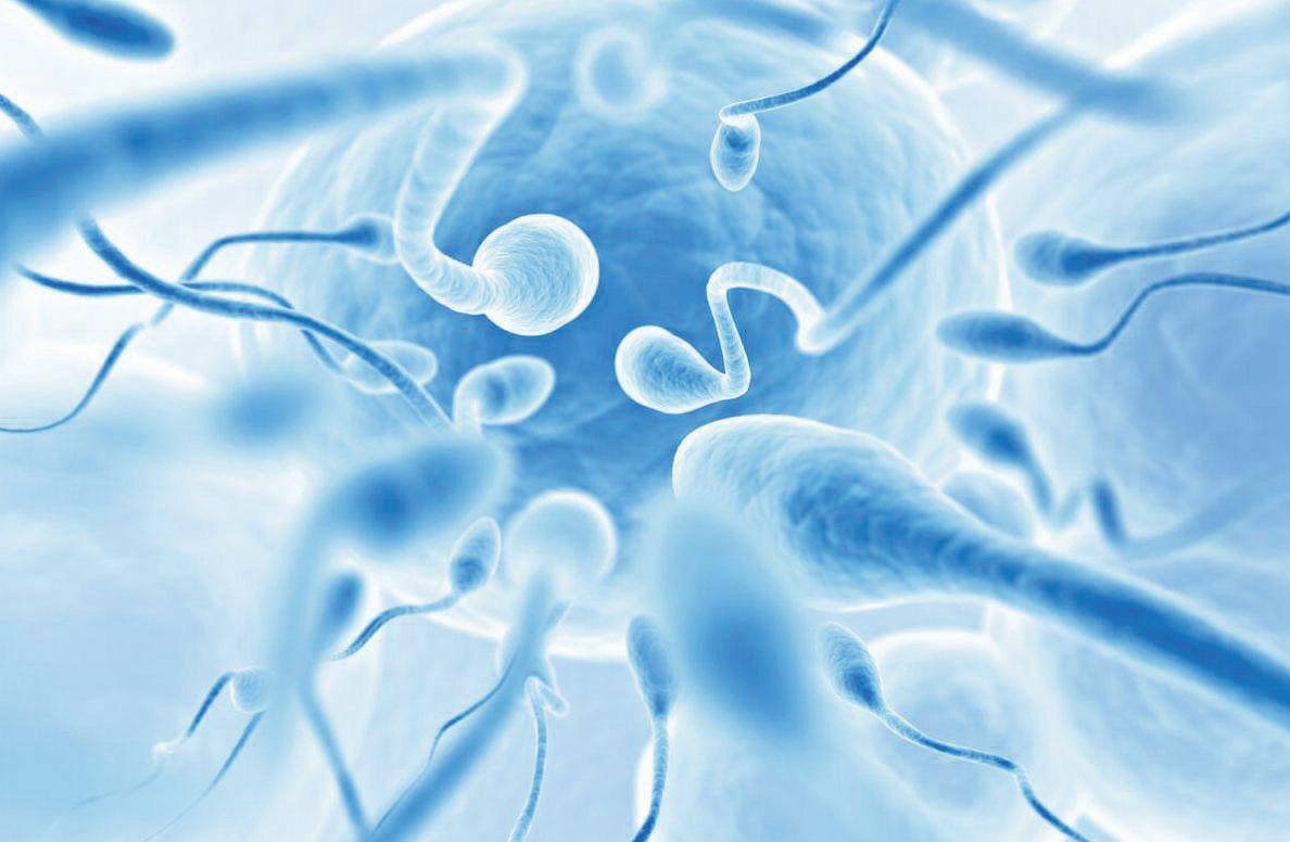 Startup coordenou corrida de espermatozoides 