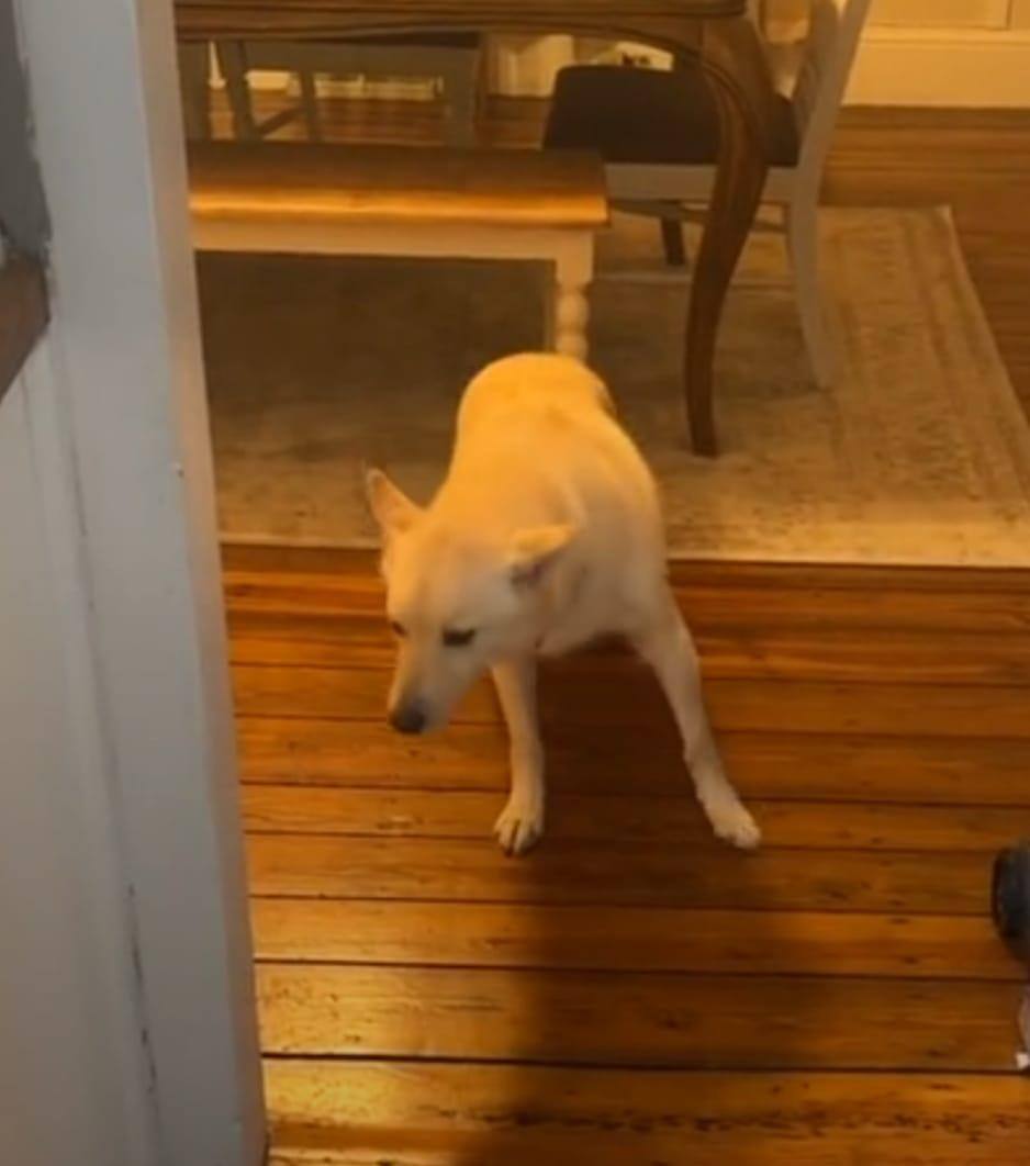 Cachorro bêbado jack