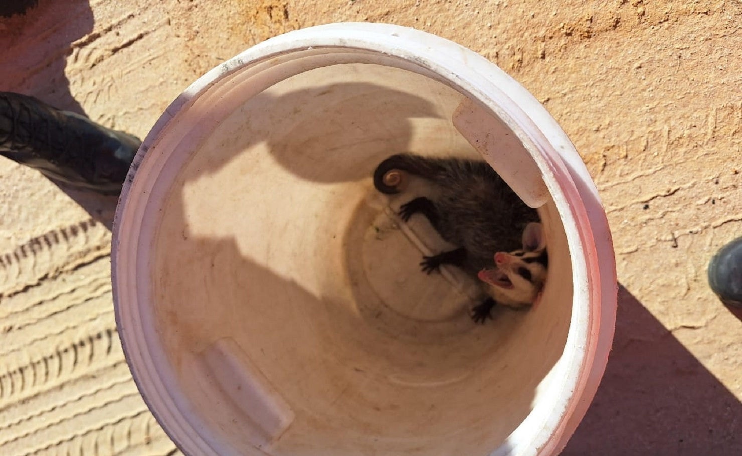 Após o resgate, animal foi solto em uma área verde
