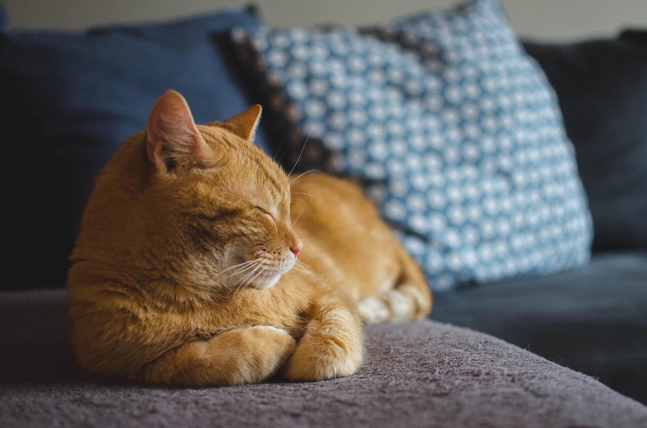 Associações de proteção alertam para os gatos de rua como as principais vítimas da doença