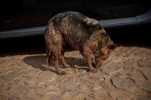 Justiça manda Vale resgatar animais da lama sob pena de R$ 50 mil/dia