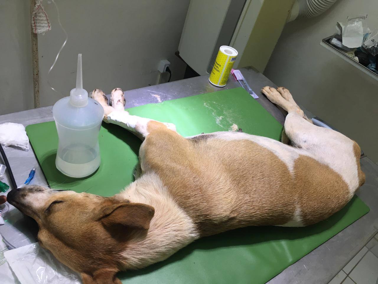 Cachorro Aglomerado da Serra