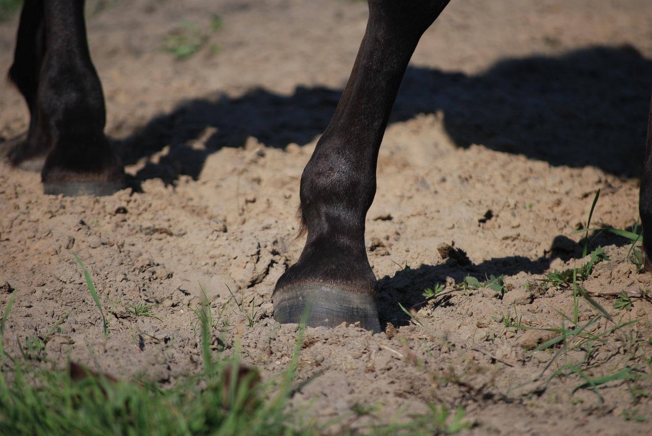 Imagem ilustrativa de patas de cavalo