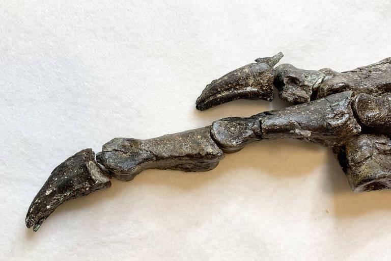Pata do dinossauro encontrada no Ceará