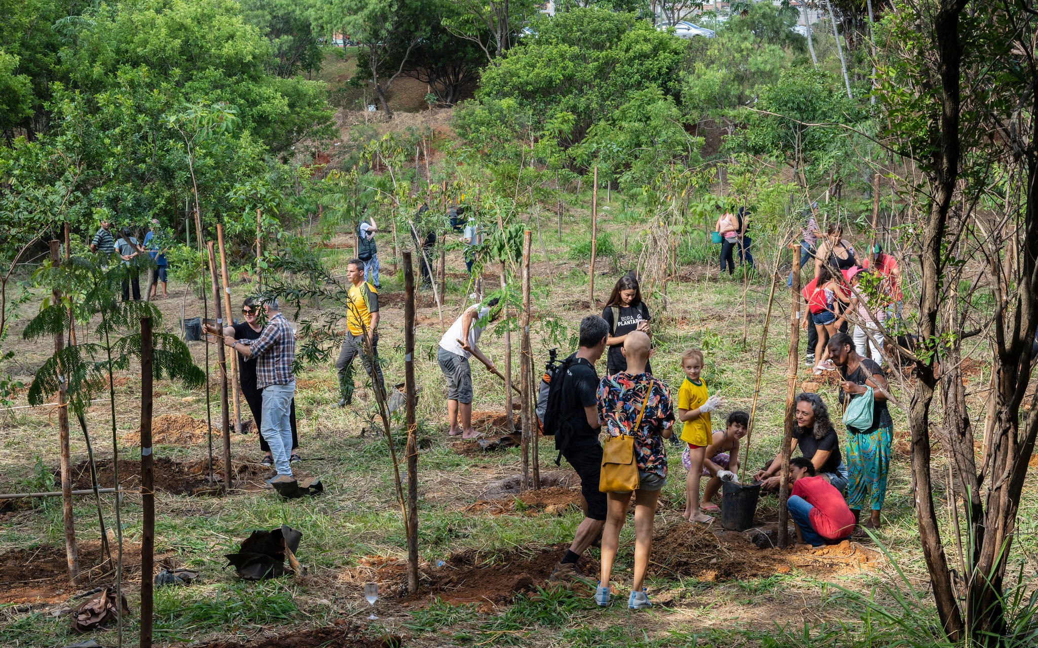 Projeto de plantio de árvores em Belo Horizonte contempla zonas degradadas e áreas verdes sem regulação

