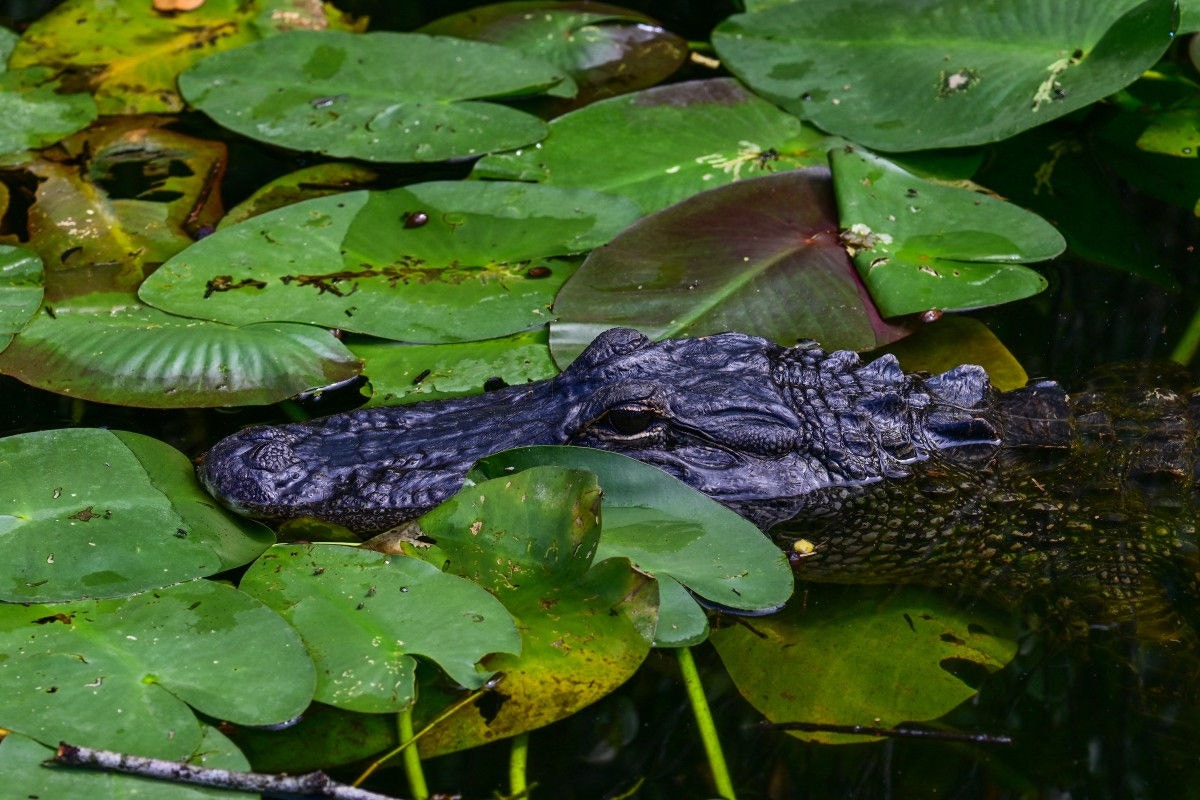 An alligator swims near a migrant detention center, dubbed "Alligator Alcatraz," located at the site of the Dade-Collier Training and Transition Airport in Ochopee, Florida on July 1, 2025. President Trump is visiting a migrant detention center in a reptile-infested Florida swamp dubbed "Alligator Alcatraz." Trump will attend the opening of the 5,000-bed facility -- located at an abandoned airfield in the Everglades wetlands -- part of his expansion of deportations of undocumented migrants, his spokeswoman said. (Photo by Giorgio VIERA / AFP)