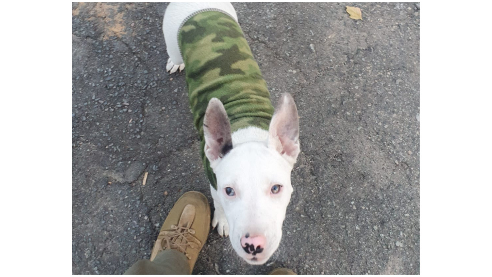 Filhote de pit bull foi acolhido em um abrigo