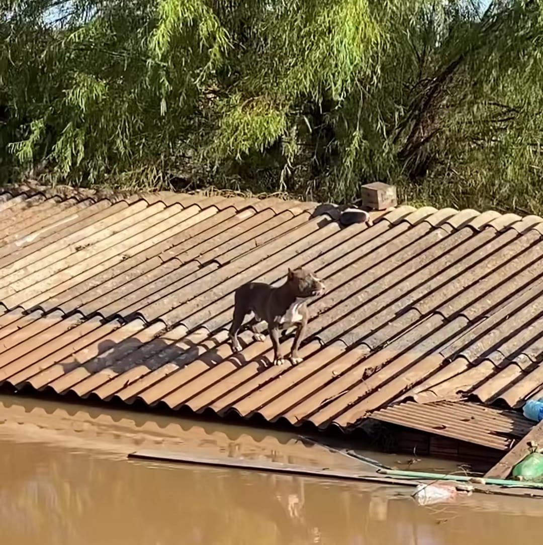 Pitbull estava há seis dias em cima de telhado, segundo Marcio Lacerda