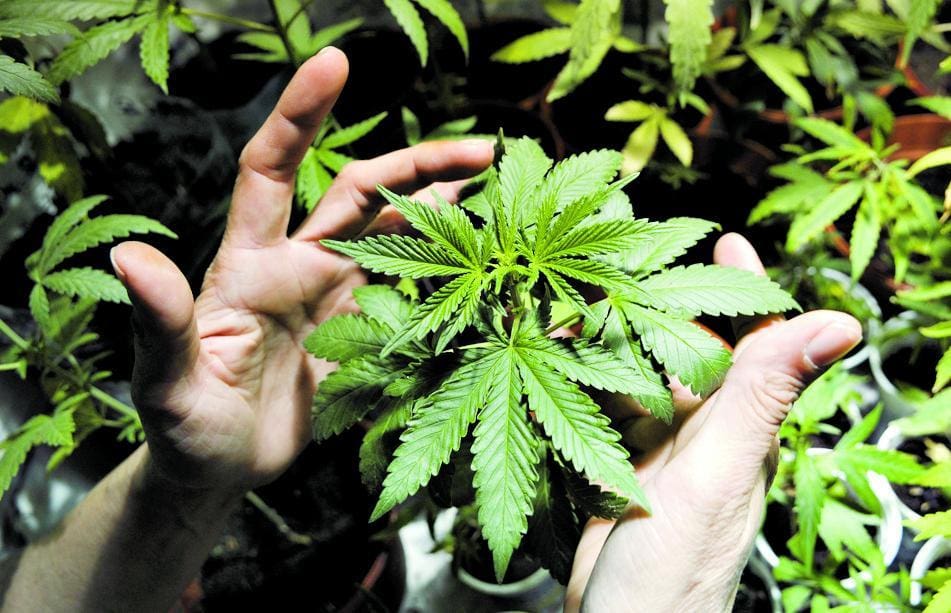 Mundo Debates sobre maconha refletiram em mudanças legais nos Estados Unidos e no Uruguai