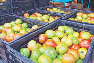 O TOMATE foi o produto que teve a maior queda, 59,1%