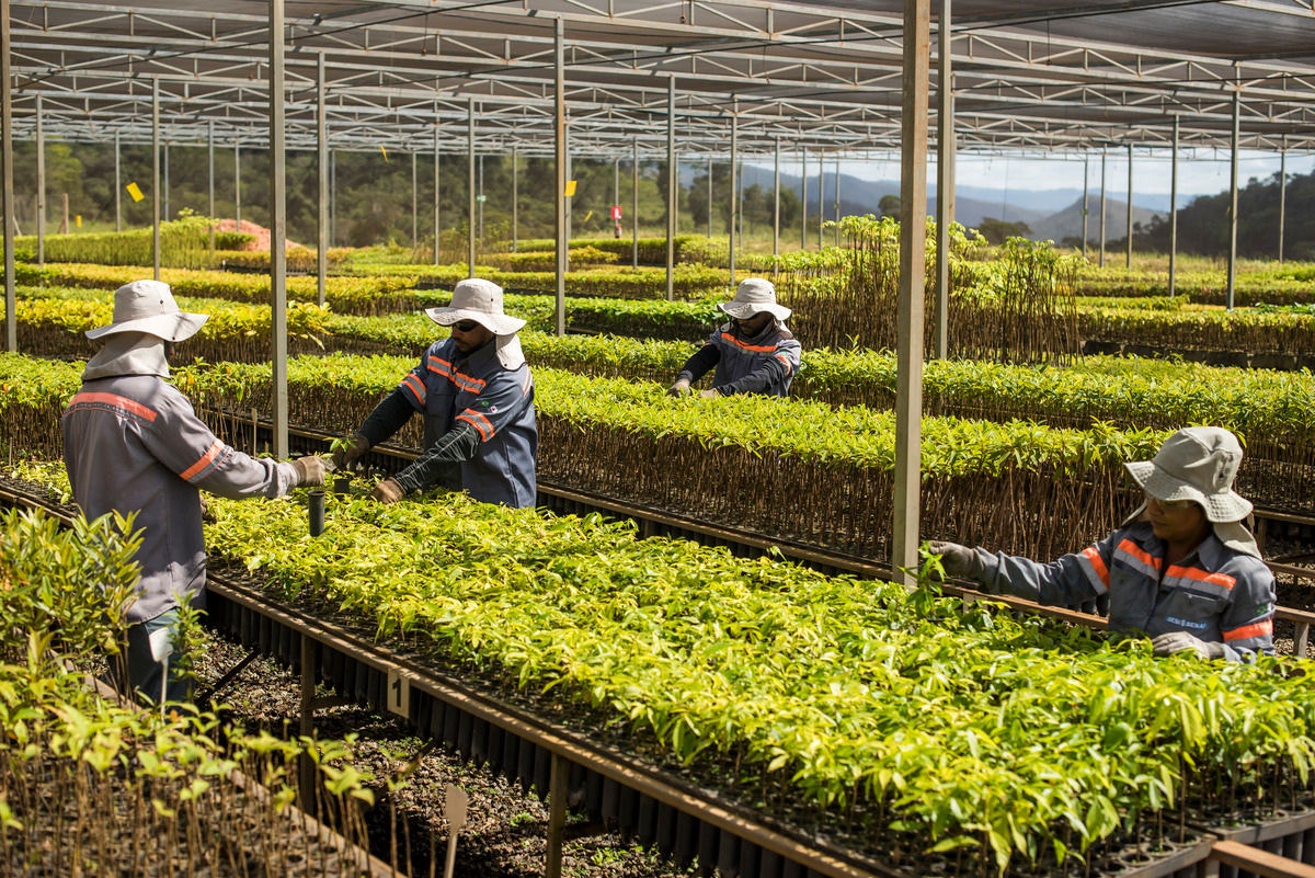 Viveiro de Mudas da Anglo American em Conceição do Mato Dentro tem capacidade para produzir até 750 mil mudas por ciclo