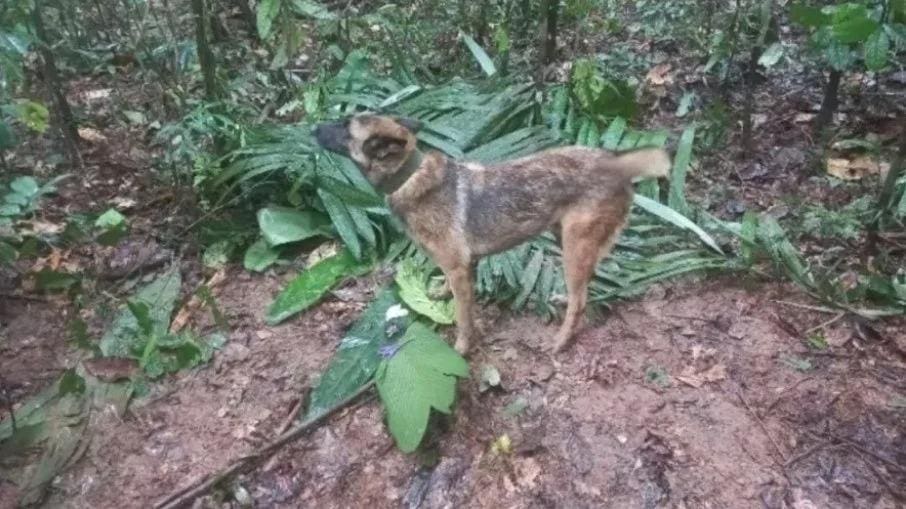 Cão Wilson ajudou a encontrar crianças na selva da Colômbia; animal está desaparecido