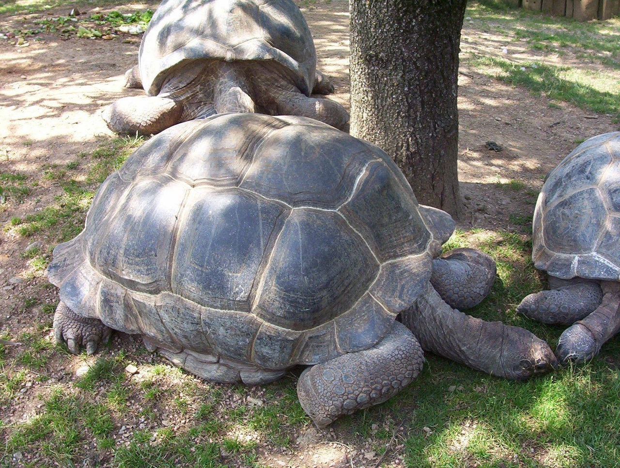 Tartaruga Gigante